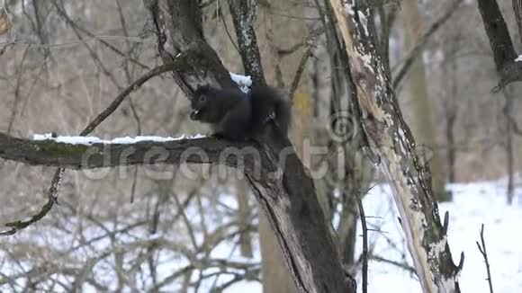 松鼠在树上吃坚果视频的预览图