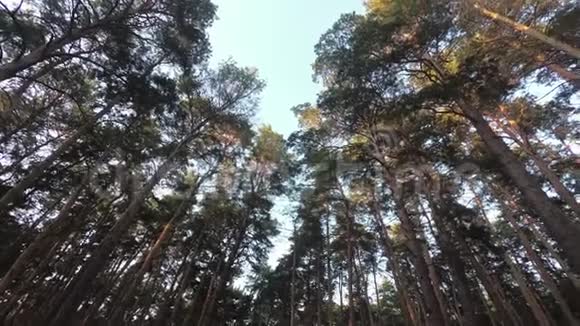 森林里的松冠视频的预览图