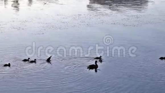 鸭子和小鸭子在河里游泳视频的预览图