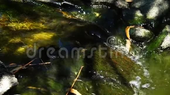 自然与自然中的摩西溪视频的预览图