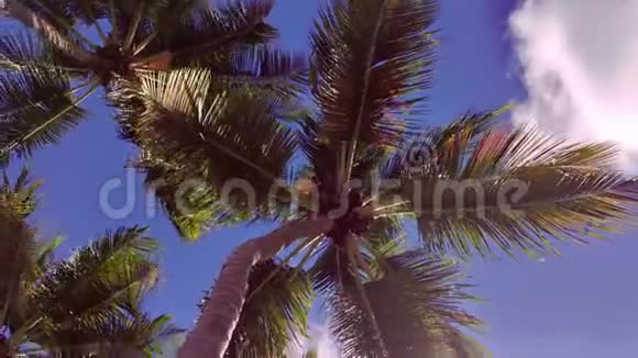 从上面滑动棕榈树视频的预览图