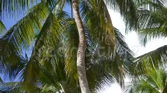 从上面滑动棕榈树视频的预览图