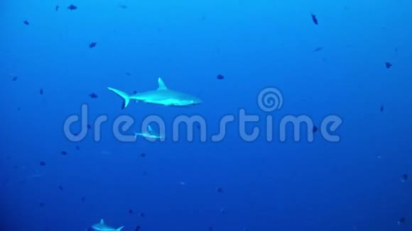 潜水马尔代夫鲨鱼视频的预览图