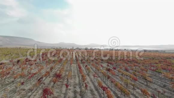 秋天的葡萄园视频的预览图