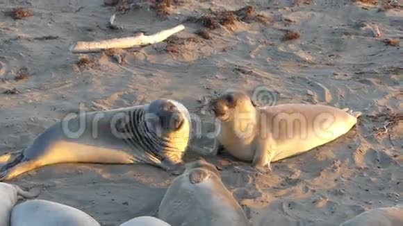 大象海豹在海滩上争夺统治地位视频的预览图
