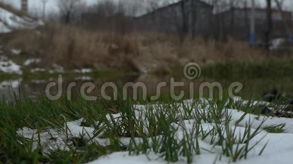 雪中绿草如茵小河视频的预览图