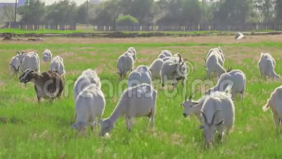 山羊在绿色的草地上放牧视频的预览图