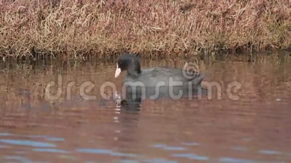 湖上的黑鸭吃草视频的预览图