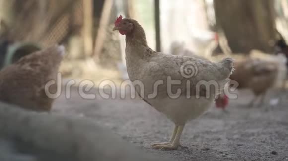 母鸡在鸡舍里视频的预览图