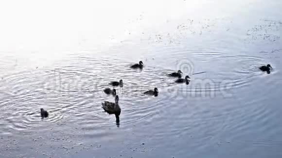 鸭子和小鸭子在河里游泳视频的预览图