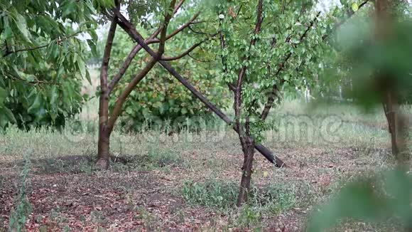 雨天花园里的宁静视频的预览图