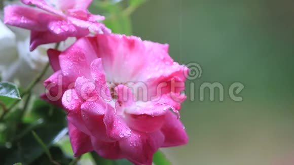 雨中的粉色和白色玫瑰视频的预览图