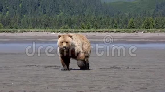 灰熊在挖蛤蜊视频的预览图