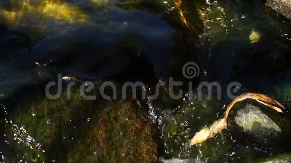 自然与自然中的摩西溪视频的预览图