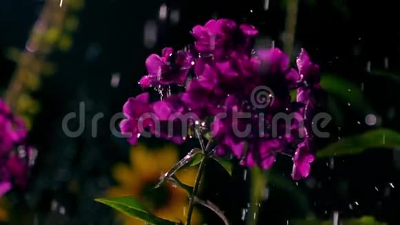 紫色的花朵和夜幕下的水滴超级慢动作视频500fps视频的预览图