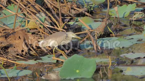 湿地中的池鹭鸟视频的预览图