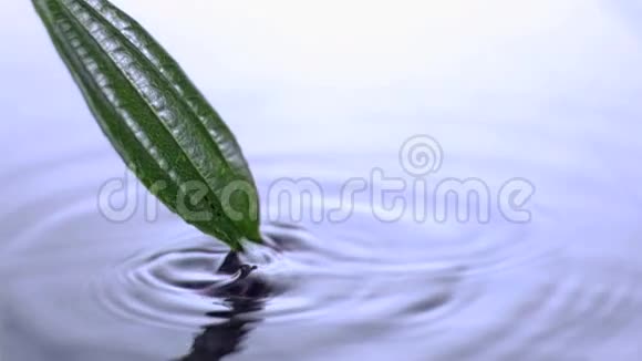 从水中发出超慢运动的叶子视频的预览图