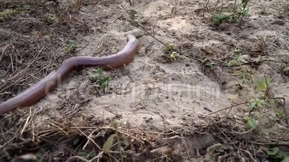 一条蟒蛇在地上爬行视频的预览图