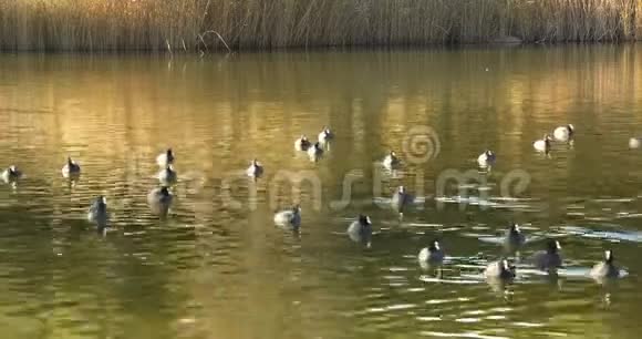 漂浮在湖上的野鸭视频的预览图