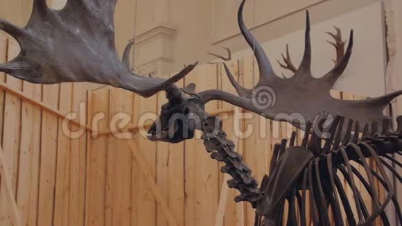 麋鹿骨架视频的预览图