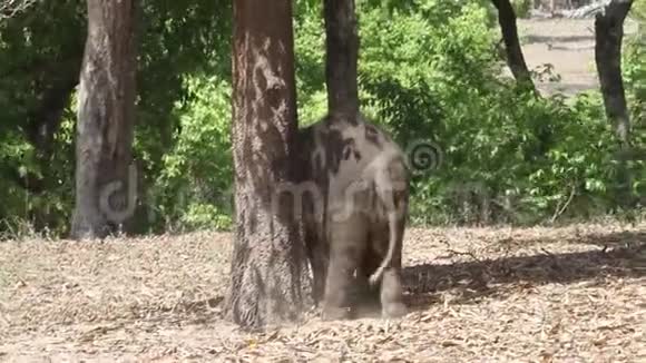 在丛林中玩耍的小象犊视频的预览图