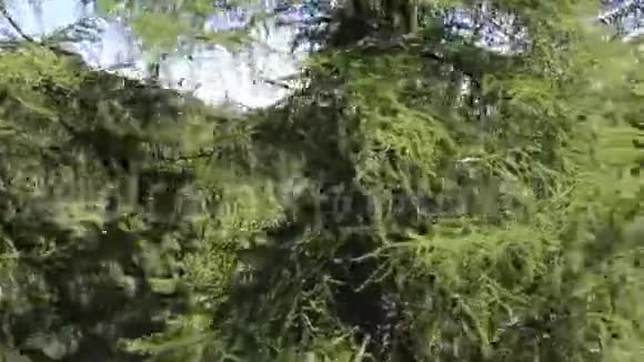 斯洛伐克森林中的树顶视频的预览图