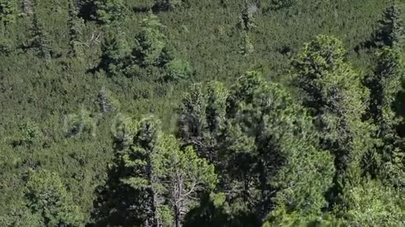 斯洛伐克森林中的树顶视频的预览图