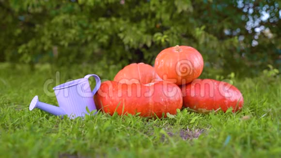市场上的一堆不同大小的橘黄色南瓜和一个紫色的小花园浇水罐落在背景的绿草上视频的预览图