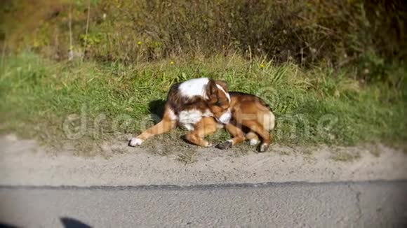 狗躺在路边的草地上视频的预览图