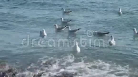 海鸥和冬天的黑海视频的预览图