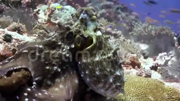 在礁石上找你最喜欢的章鱼视频的预览图