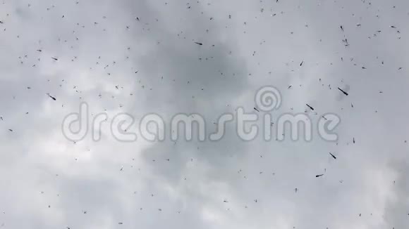 天空中的一群蜻蜓视频的预览图