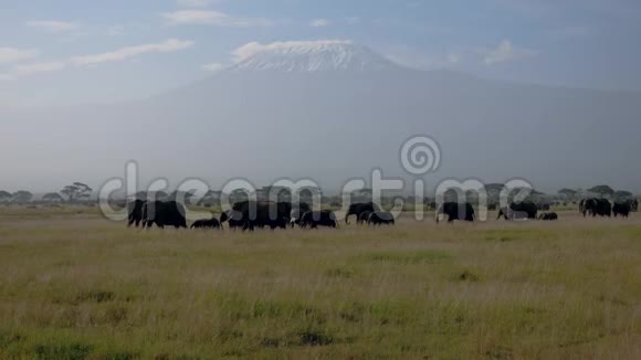 以乞力马扎罗山为背景的平原非洲象群视频的预览图