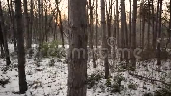 在树林里散步时手持摄像机视频的预览图