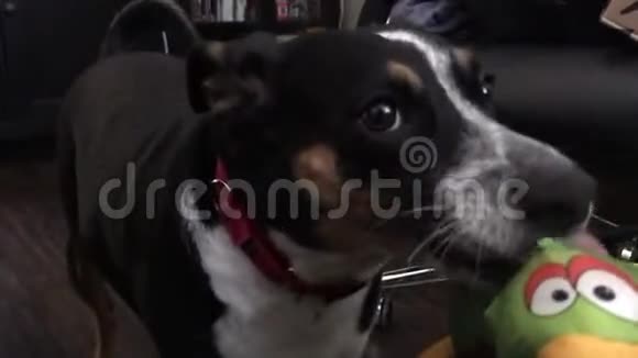 意大利猎犬视频的预览图