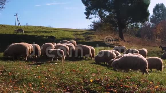 牧场上放着一群白羊视频的预览图