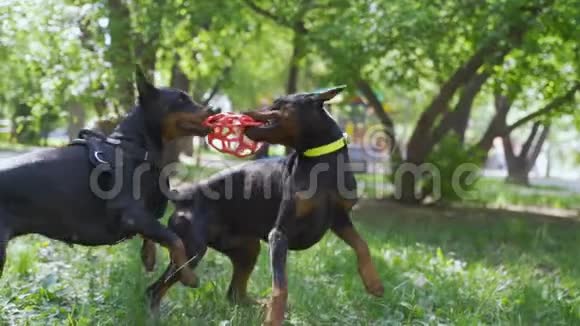 两只可爱的黑色杜宾犬在草地上玩耍视频的预览图