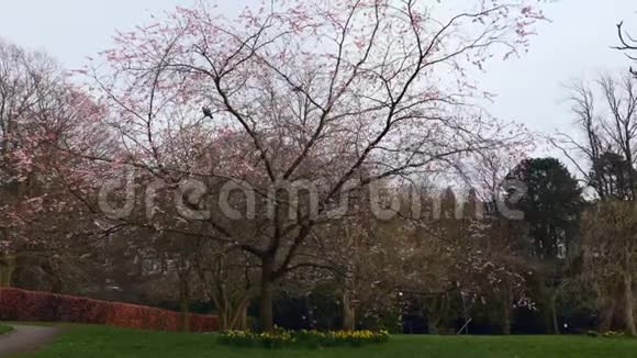 春天开始的一棵花树视频的预览图