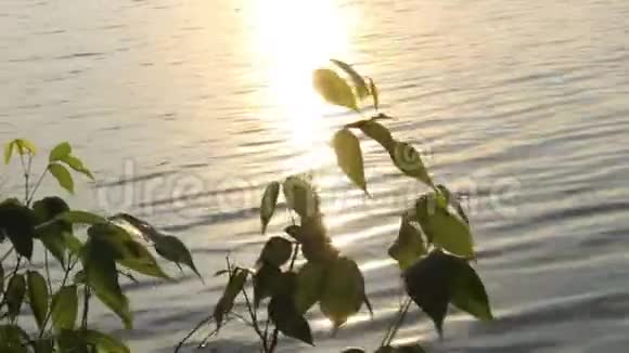 阳光反射在水面上视频的预览图