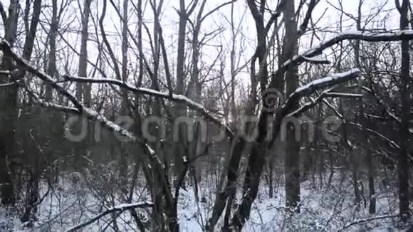 在树林里散步时手持摄像机视频的预览图