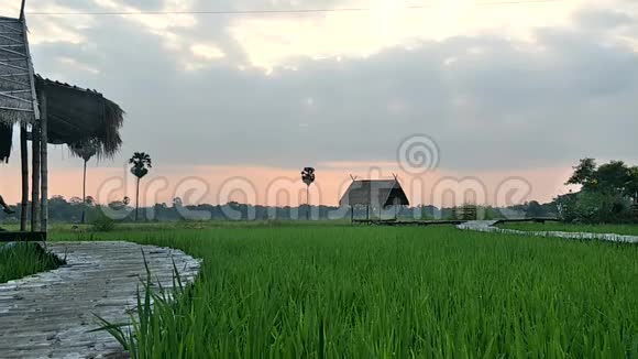 茅屋在稻田中央视频的预览图