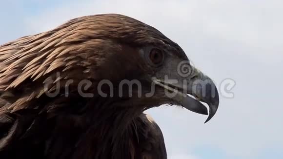 金鹰展开它的翅膀视频的预览图