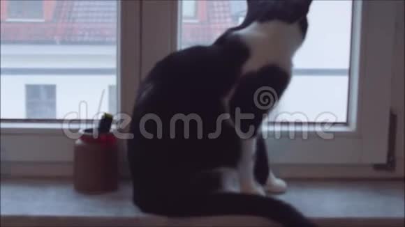 猫坐在窗户附近视频的预览图