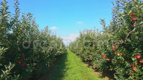 沿着一排绿苹果树旅行视频的预览图