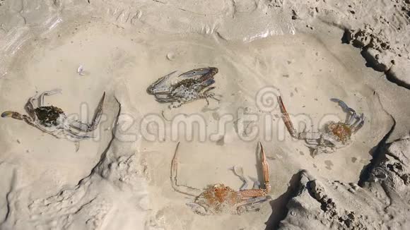 螃蟹躺在岸边的一个小水池里视频的预览图