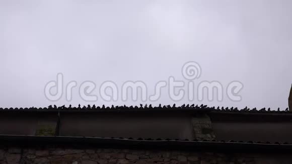 屋顶边缘的一群鸽子视频的预览图