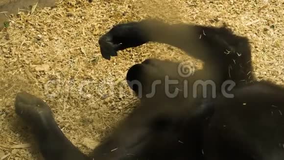 小大猩猩在动物园里休息视频的预览图
