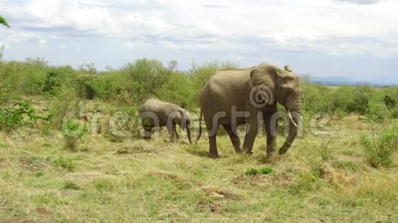 非洲热带稀树草原上有婴儿或小牛的大象视频的预览图