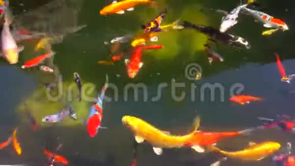 各种鱼缸视频的预览图