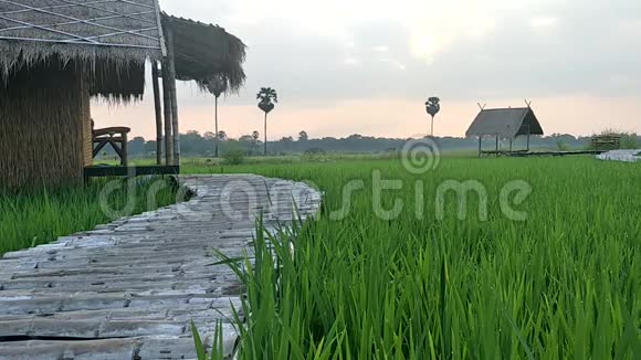 茅屋在稻田中央视频的预览图